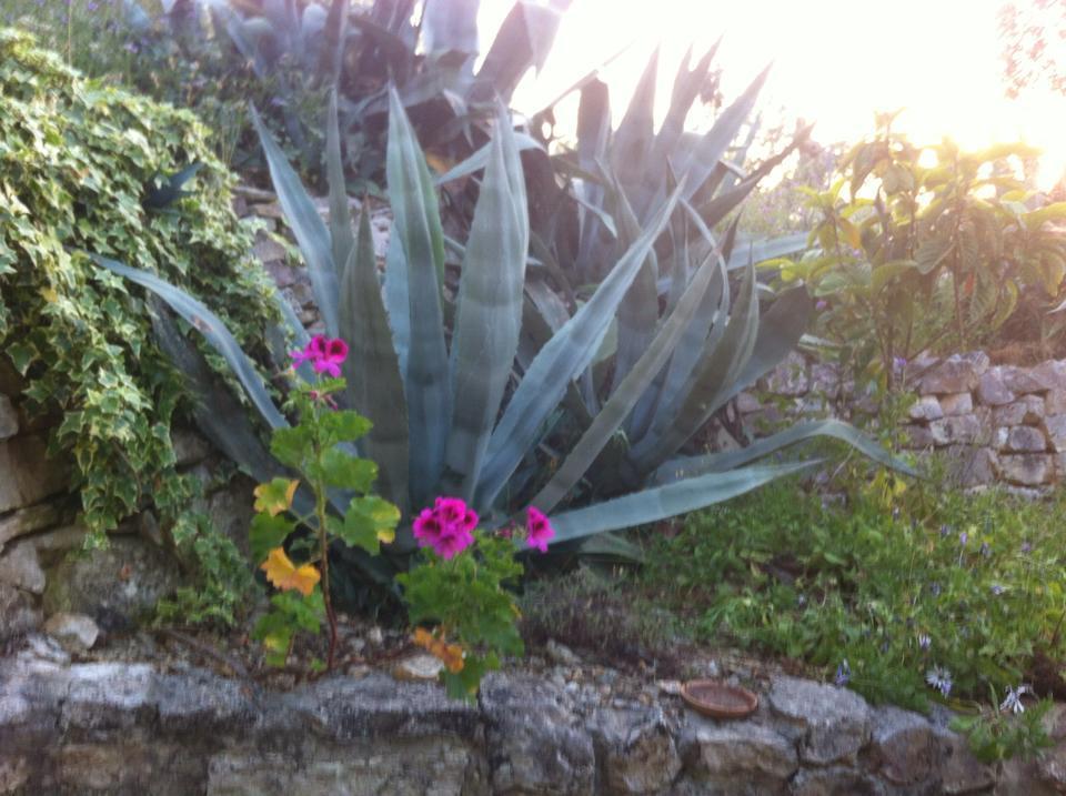 Azienda Agricola B&B Macchiaria Vieste Buitenkant foto