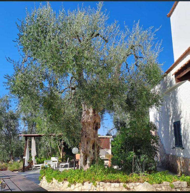Azienda Agricola B&B Macchiaria Vieste Buitenkant foto
