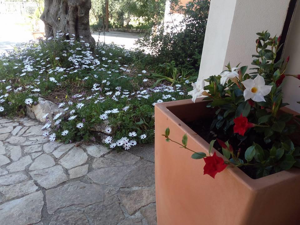 Azienda Agricola B&B Macchiaria Vieste Buitenkant foto